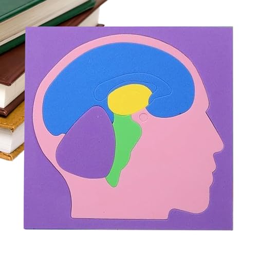 Menschlicher Körper Puzzles Für Kinder - Eva Wissenschaftliches Projekt Spielzeug | Selbstbau Menschlicher Körper Modell | Für Kinder Mädchen Homeschooling Kindergarten Reise Spielzimmer