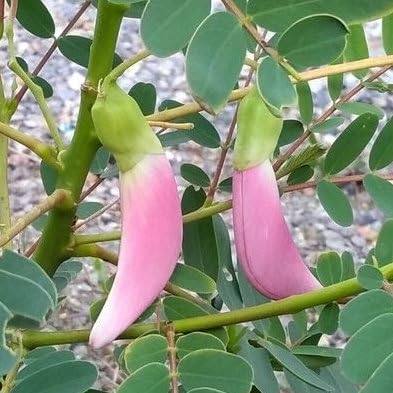 Plant World Seeds - Sesbania Grandiflora Pink Seeds (Exotic Tree & Shrub Seeds)