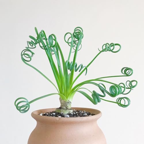 Rare Albuca Spiralis Plant Live in 4" Pot, Corkscrew Frizzle