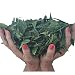 Neem Leaves Whole, Shade dried. Premium, Organic, Green (5 Oz) for Tea, Boost Immune System, Bathing, Skin Irritations! All About Neem USA!