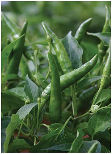PREMIER SEEDS DIRECT - Pepper HOT - TOOFAN F1-15 Seeds