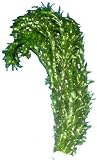 Egeria densa Wasserpest - Aquarienpflanze für Aquarien