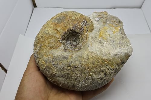 Image of Rare Ammonite Nautilus Ammonite Fossil Fossil from Morocco Fossils Ammonites Fossil Rock A294