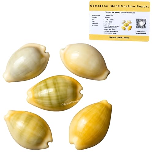 Image of Crystal Heaven Large Kodi Shell Pack of 5 Cowrie Shells