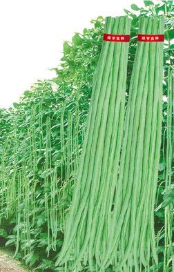 Creative Farmer Vegetable Seeds Pole Beans Seeds - Cowpea (Vj) Seeds Subtropical/Tropical Hybrid Seeds Vegetable Home Garden Seeds (B07N46VJTH) Amazon Price History, Amazon Price Tracker
