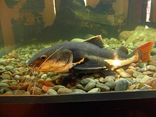 image for The Epoxy Experts, MAX EPOXY SYSTEMS Aquarium Safe Epoxy Resin Fresh O