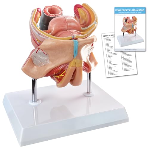 Image of Human Female Genitalia Organ Anatomical Model, Life-Size 4 Parts Female Genital System Anatomical Model with Colorful Manual and Stand for Medical Science Education Study or Teaching