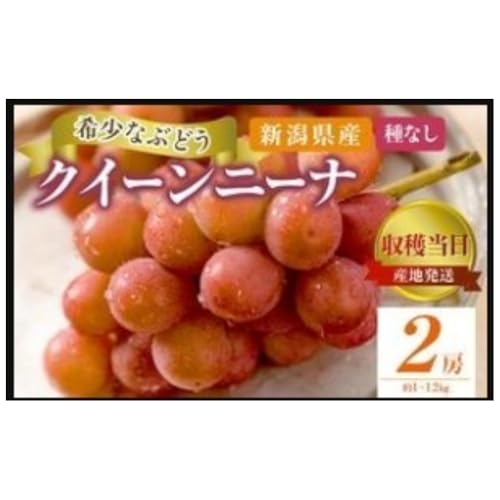 クイーンニーナ 2房 約1〜1.2kg 大粒 ぶどう フルーツ 果物 種なし おやつ デザート 新潟県 新潟