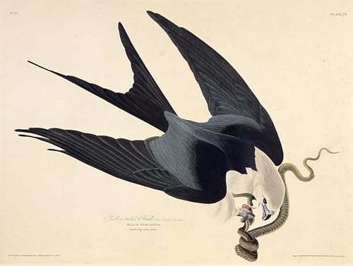 Tableaux Graffiti Art Mural oiseau Audubon pour transformer une pièce triste en espace design