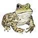 Hi-Line Gift American Bullfrog, Green