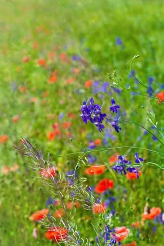Bourgeons de fleurs bleues rouges champ vert image composite aluminium 70x110