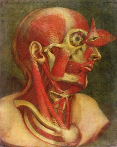 Toile Musculature du Visage Gautier D'agoty Décoration Cabinet et Salon