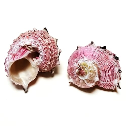 FOSANGNANTU Conch Shells for Decoration,2Pcs 3cm-5cm Angaria Neglecta Shells Natural Pink Round Seahorse Snail Angaria Delphinus Seashell Specimen Collector Beach Wedding Decor