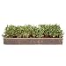 Grow 'n Serve Microgreen Kit - Attractive Table Centerpiece Planter Tray + Fiber Soil + Spray Bottle + Seed. Sprout Healthy Zesty Superfood Greens. Great Indoor Garden Gift for Men, Women, Foodie