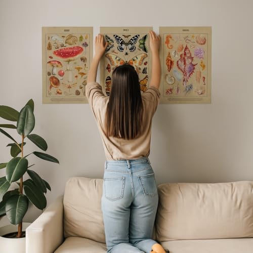Image of Yellow Town India Vintage Botanical Wall Posters, Set of 3 A3 Prints, 29.7 x 42 cm, Frameless Art with Adhesive, Fungi Mushroom, Butterfly, Seashell Theme