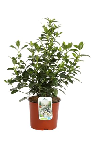 Viburnum Natural Árbol Ornamental Resistente para Jardines