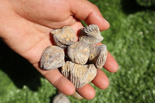 Image of Amazing Marine Fossil Collection: 4 Fossilized Sea Urchins and 6 Authentic Brachiopods, Perfect for Collectors and Natural Decor A170