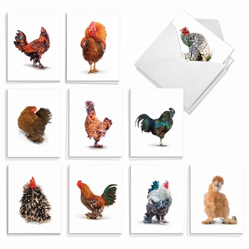 The Best Card Company - 20 Blank Birds Notes with Envelopes - All Occasion Chicken Assortment (10 Designs