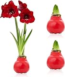 DUTCH BULBS EXCLUSIVE PLANTS FROM HOLLAND