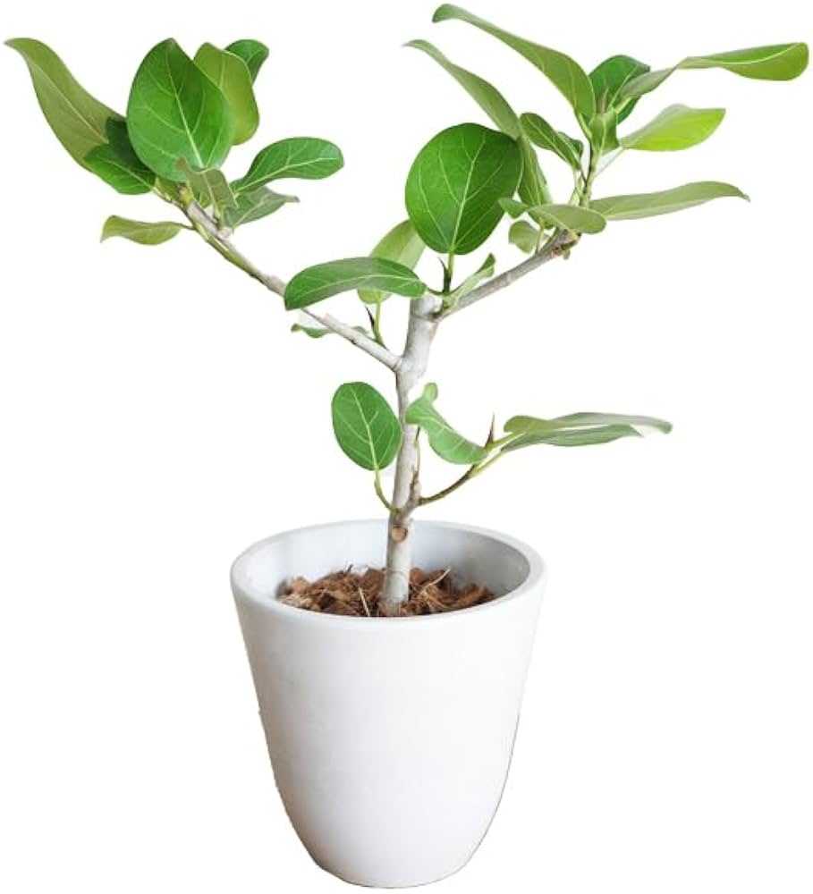 フィカス　ベンガレンシス　5番 フィカス：ベンガレンシス（曲がり） 5号鉢植え の通販 | 園芸ネット