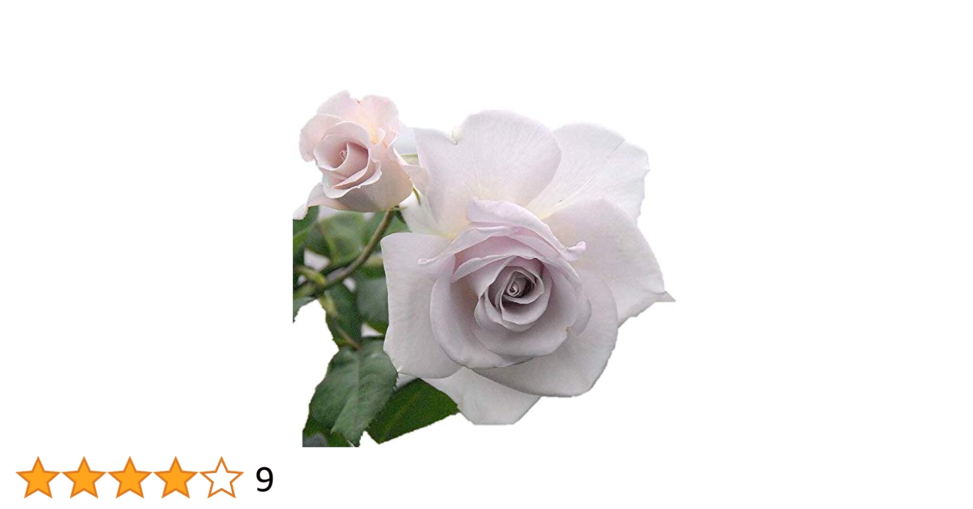 Amazon.co.jp: バラ苗 【ステンレススチール】 (新苗