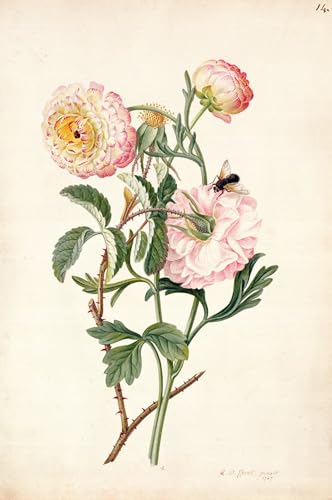 Affiche Artistique Rose musquée et Anémone, impression sur toile haut de gamme 60x90cm