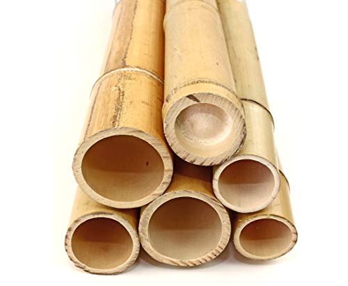 5er Set Bambusrohre 300cm gelblich Gebleicht mit 7-8cm Durchmesser - Dicke Bambusstangen 3m lang