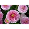 Amazon.com : Seeds Aster Hai No Maru Mix Annual Flowers for Planting