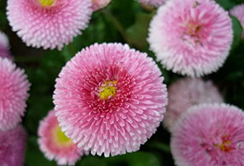 Seeds Aster Hai No Maru Mix Annual Flowers For Planting Non Gmo #TOP5