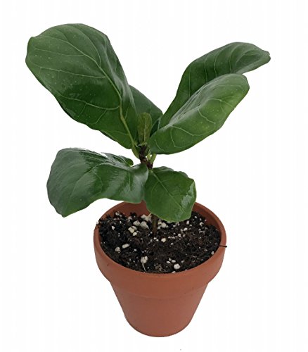 Hirt's Fiddleleaf Fig Tree - Ficus - Great Indoor Tree - Easy - 2.5" Pot