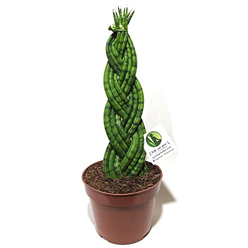 Planta Lança de São Jorge Espiral (Média)