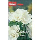 Blumen