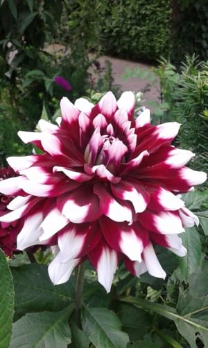 Image of SVG Imported Dahlia Flower Bulbs for Your Home and Gardening Pack of 2 Bulbs (mixedcolor)