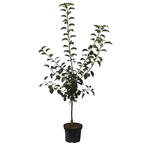 Apfelbaum Pinova (S) Winterapfel süß aromatisch Apfel Buschbaum Zwergobst 110-140 cm 7,5 Liter Topf M9