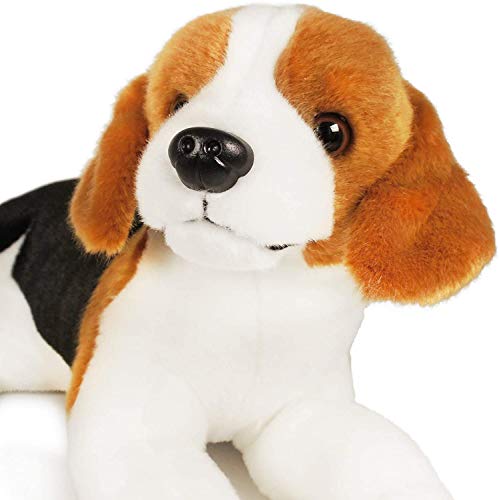 飼い犬 ビーグル に耳などをかまれ男性が意識不明の重体 犬のニュース 鹿児島 わんこ書店