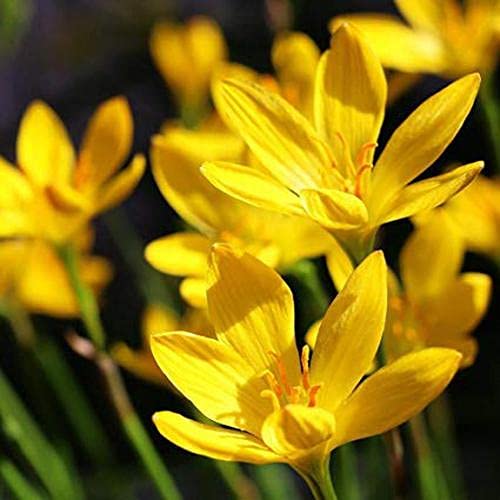 Rain lily | Multi-Color | Imported Variety | Pack of 15 Best bulbs | by Plantogallery(Yellow) (B09HM57HQ9) Amazon Price History, Amazon Price Tracker