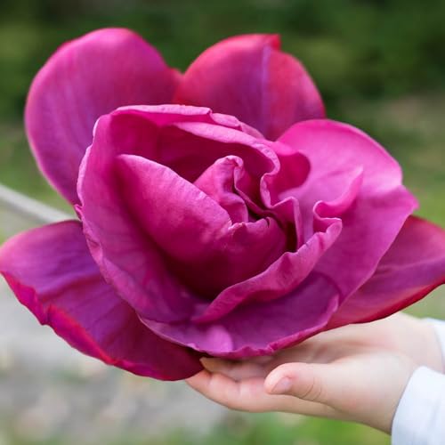 YouGarden Magnolia Meganolia 1 x Flowering Shrub Huge Scented Pink Double Blooms Hardy Garden Plant 19cm Pot