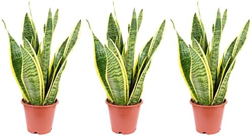 Sansevieria trifasciata Laurentii - Planta de interior (3 unidade...