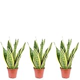 sansevieria cylindrica fleur Para el salón y la oficina Sansevieria trifasciata Laurentii - Planta de interior (3 unidades, cáñamo arco, fácil de limpiar, altura de 35 cm, diámetro de la maceta de 12 cm)