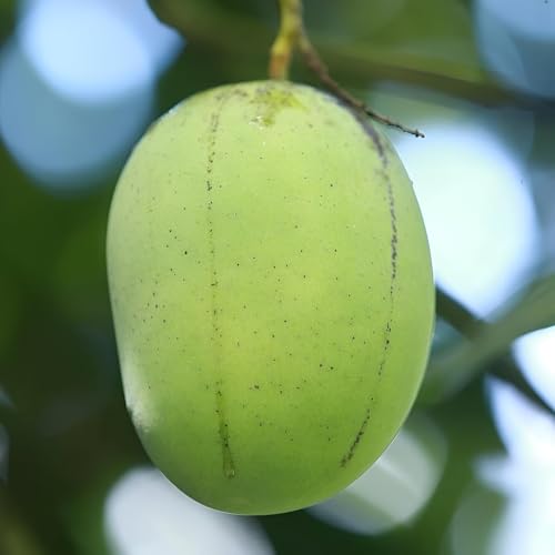Image of Original Grafted Langra Mango Fruit Live Plant For Home Garden tree Pack of 1Healthy Plant & Fresh Most Expensive Variety.