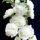 stockrosen pflanzen - samen stauden gartenblumen blumensamen stockrosen gartenpflanzen - Seltene Pflanzen - blumenwiese samen stockrose blumenwiese samen mehrjährig winterhart blumen 250pcs