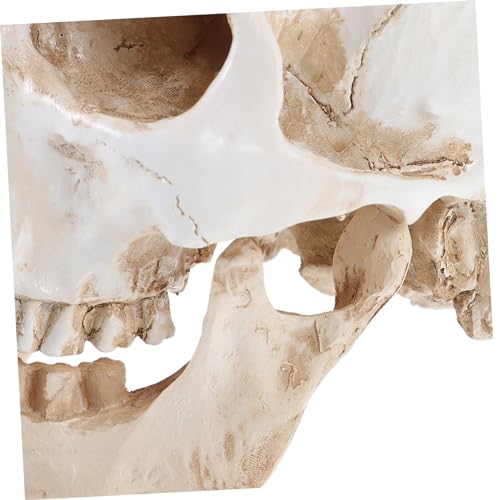 CHILDWEET Réplica De Crânio Humano Crânio Para Estudar Anatomia Modelo De Crânio Médico Anatomia Da