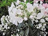Lorbeerrose - Berglorbeer Ursprungsart - Kalmia latifolia botanische Art - 30-40cm