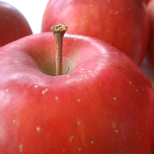 �썑�t���[�c �{�̐Ԃ��2.5kg(8�`10��)