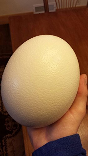 Premium Ostrich Eggshell