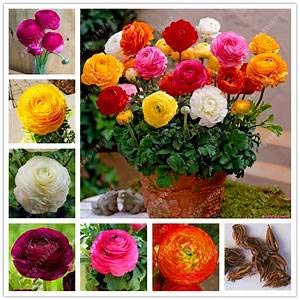 Radha Krishna Agriculture Ranunculus Multi Colour Flower Bulbs (Pack of 2 Bulbs)-image-21