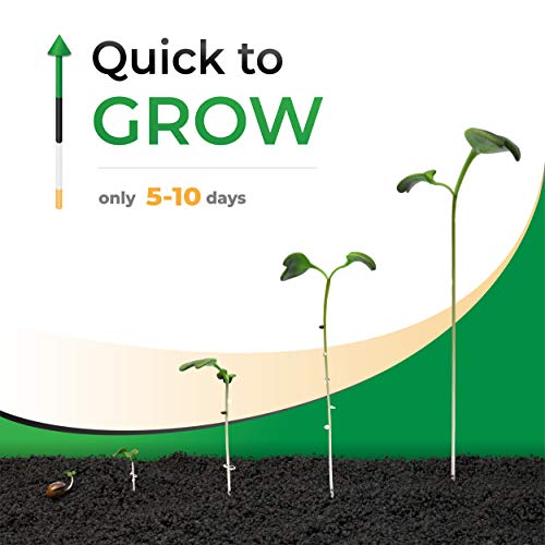 Strongus Broccoli Sprouting Seeds - Non-GMO, Natural, Natural Seed Sprouter - Sustainable for Year-Round Microgreen Garden Planting & Growing, Indoors or Outdoors - Grown in The USA -1/2 LB Pack - Thumbnail 3