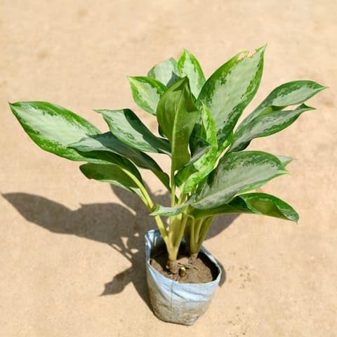 NATURE GARDEN Plants Delhi Aglaonema Emerald Bay in 8 Inch Plant Nursery NCR-image-3