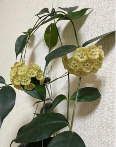 Danumensis ssp Amarii