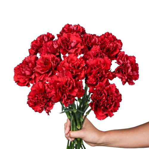 Ramo de Claveles Naturales Flores Frescas Color Rojo Ramo con 50 Flores de Temporada